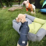 겨울용 개 코트