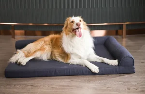 letto per cani di grandi dimensioni