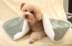 Waarom elke hond een deken nodig heeft