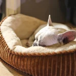 pet dog beds