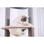 トールキャッツツリー