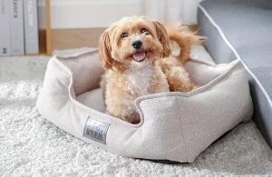 Dove posso acquistare letti per cani in grandi quantità?