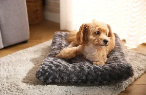 Le 10 migliori scelte all'ingrosso del letto per cani