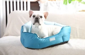 Quel type de lit pour chien est le plus rafraîchissant