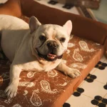 Schlafsofas für Hunde