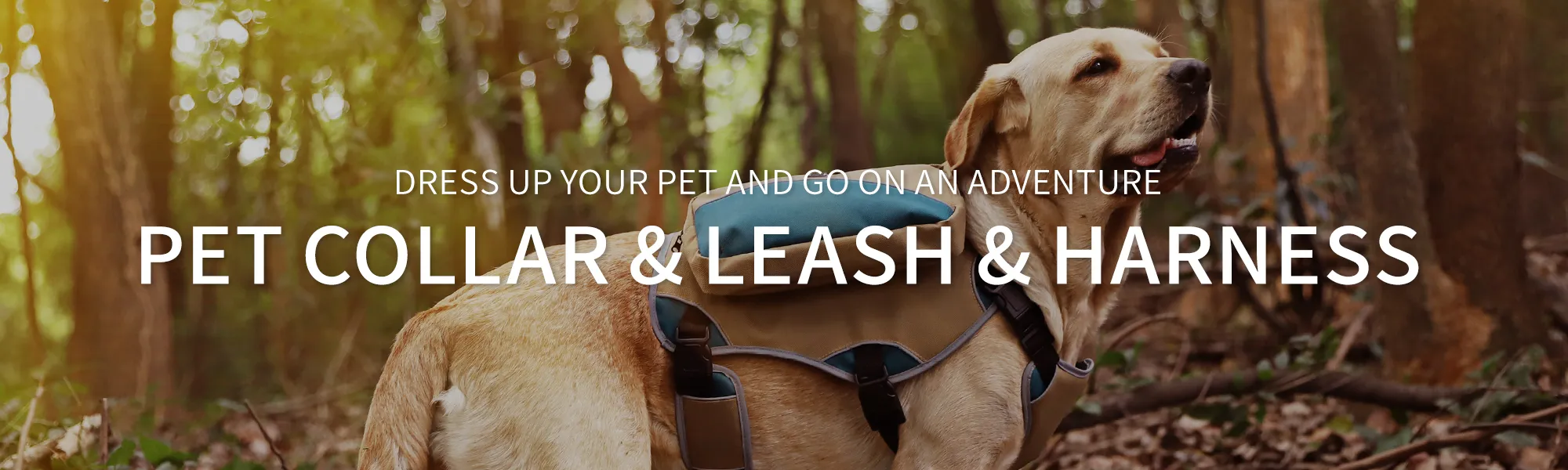 Dog Collars, Leashes & Harnesses​