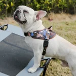 ベスト・ドッグ・ハーネス