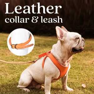 革製の犬の首輪