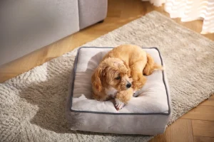 orthopedic dog bed