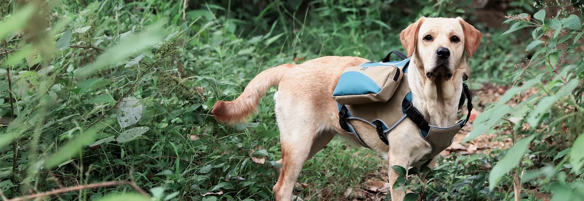pet harness