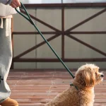 laisse en corde pour chien