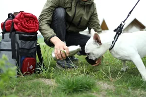 Una guía de suministros para mascotas para actividades caninas al aire libre