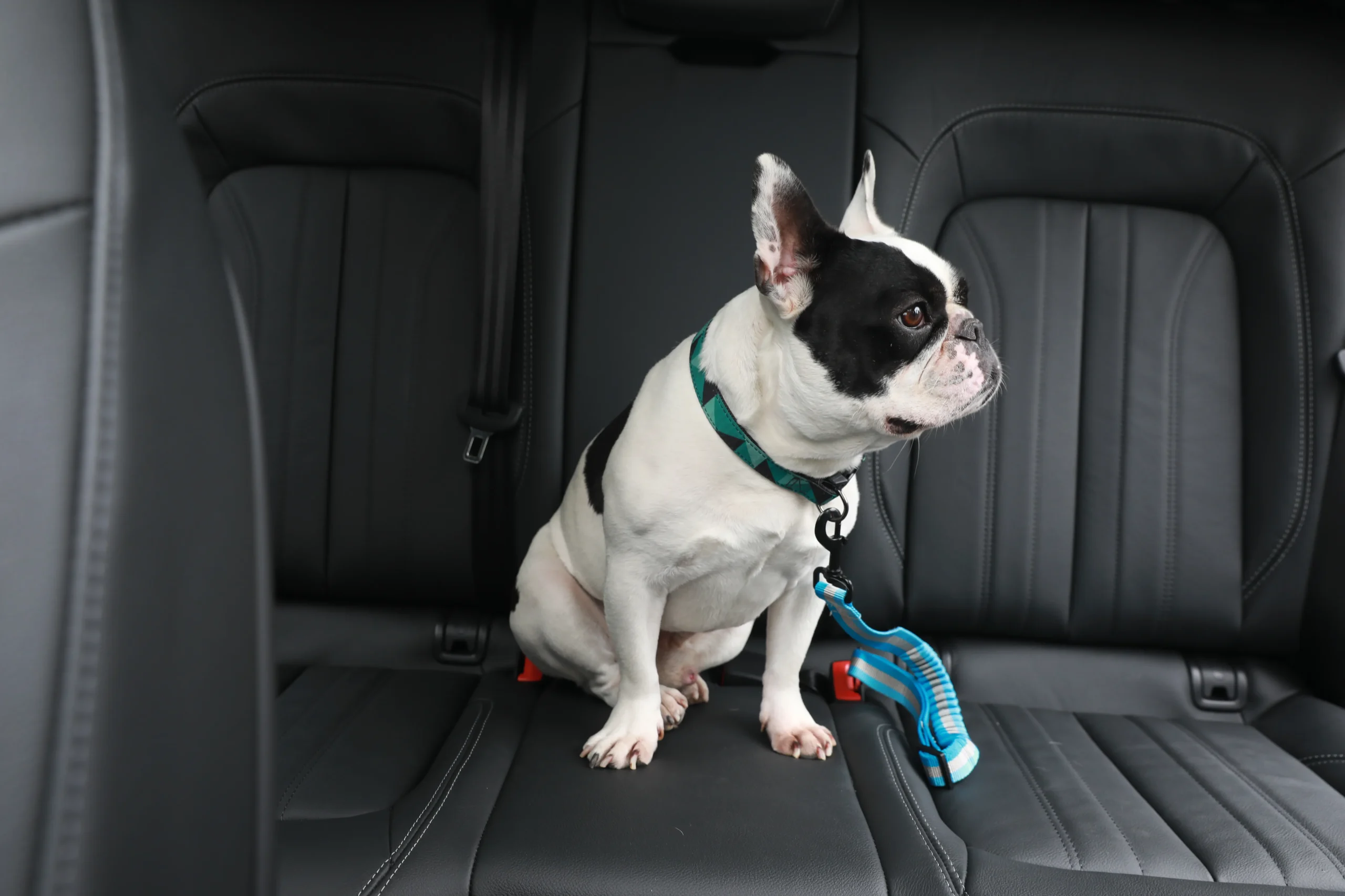 Guinzaglio per cani da auto