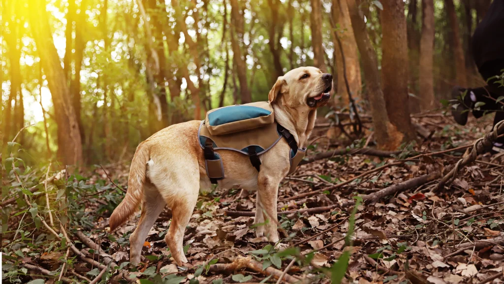 Zaino per cani da esterno