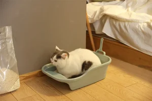 고양이가 쓰레기통 밖에서 소변을 보는 이유