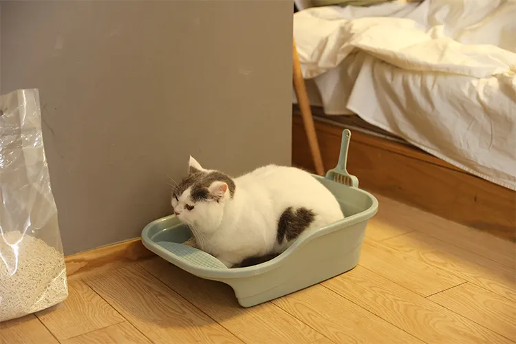 고양이가 쓰레기통 밖에서 소변을 보는 이유