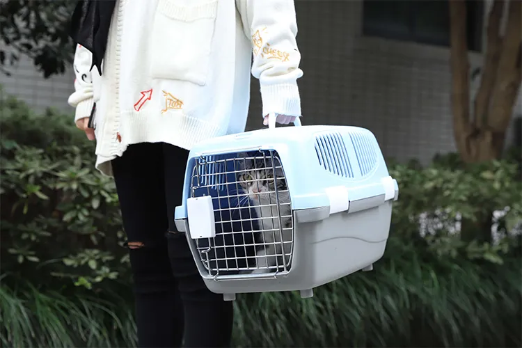portador de gato