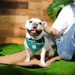 custom dog bandana