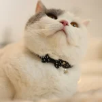 collier de chat mignon