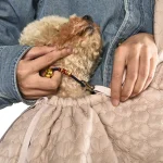 модные сумки для перевозки домашних животных