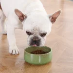 green dog bowl