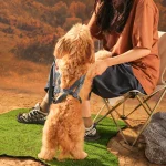 imbracature per cani senza trazione