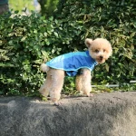 Katzenkleidung für Haustiere