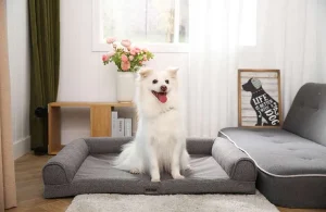 완벽한 애완동물 침대를 선택하는 20가지 팁