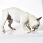 犬のおもちゃ ラテックス