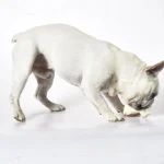 juguetes de látex para perros