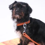 Hundehalsband aus biobasiertem Leder