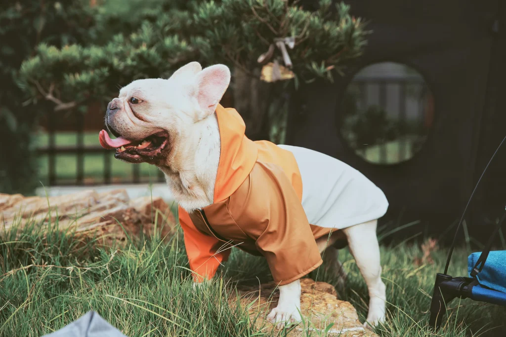 개 옷