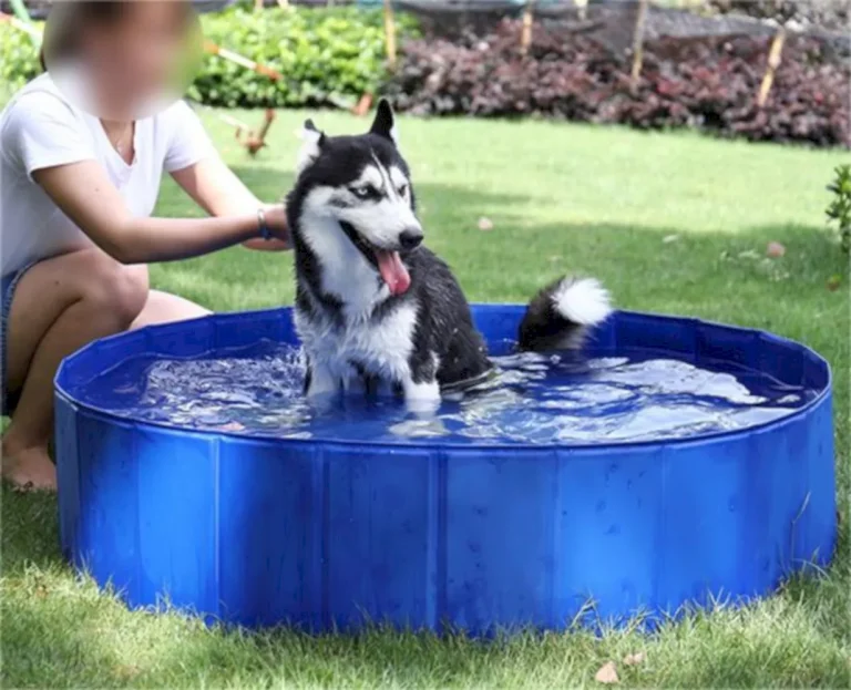 Piscina per animali domestici