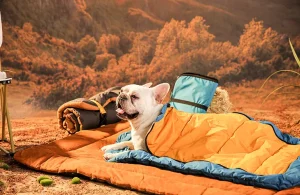 Какие лежаки для собак лучшие на открытом воздухе