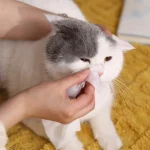 Салфетки для кошачьих глаз