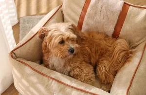 cama de cachorro personalizada