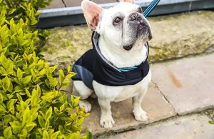 hondenkleding op maat