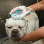 champús para mascotas