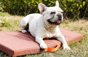 Оптовая устойчивые к жеванию кровати для собак