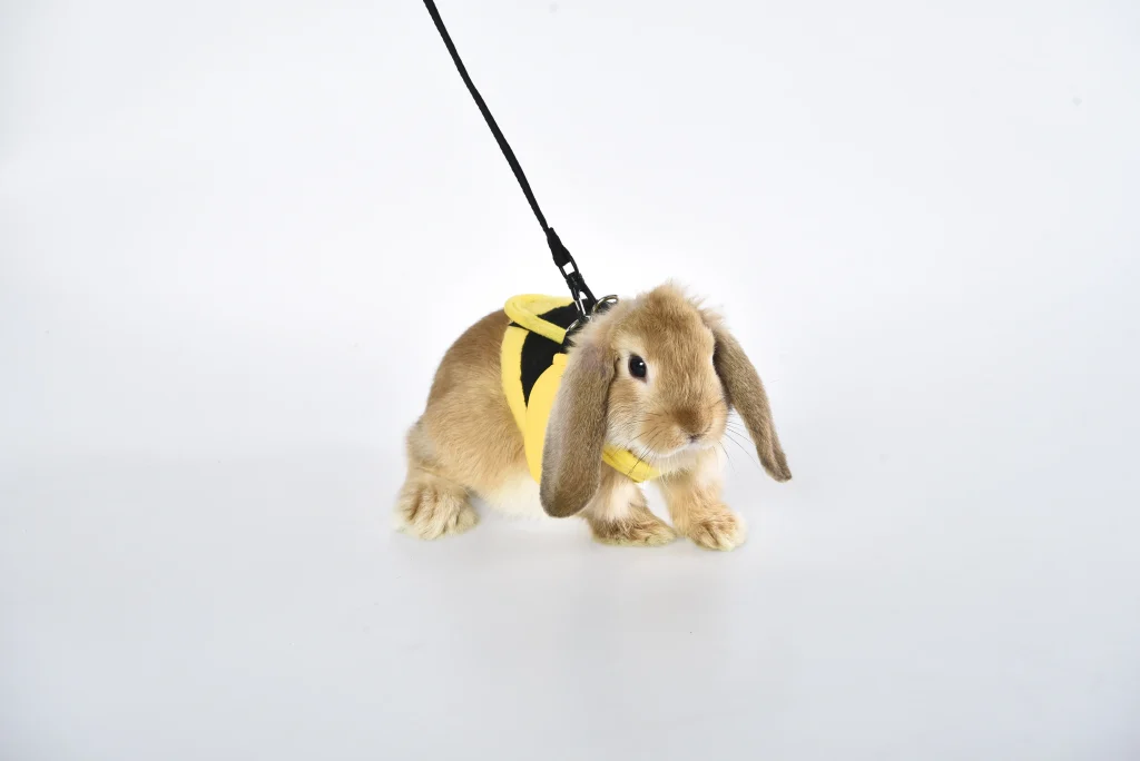 Harnais et laisse pour lapin