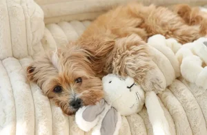 Las 10 principales empresas de mascotas en China