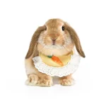 lapin bandana animal de compagnie