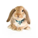 토끼 나비 넥타이 토끼