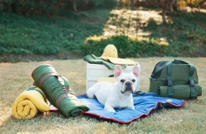 camas para animais de estimação ao ar livre