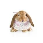 animal de compagnie lapin bandana bunny