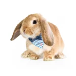 coelho bandana animal de estimação