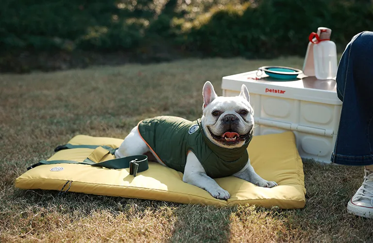 Top 10 Chinese Pet Brands Exporting To The Usa