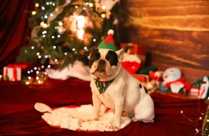 Weihnachtsprodukte für Hunde