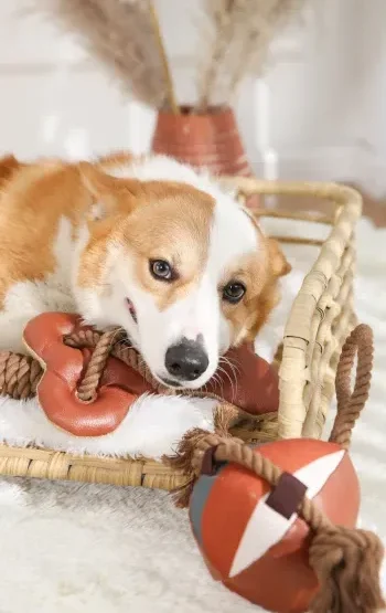 Giocattolo da masticare per cani