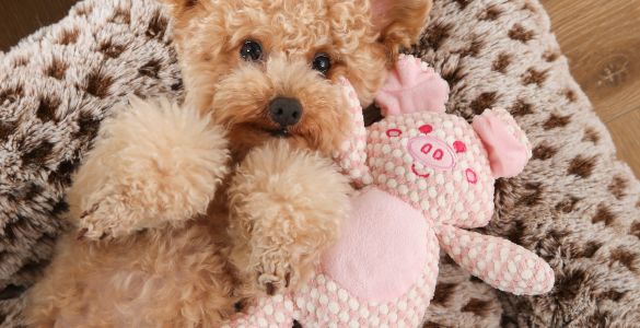 犬用スクイーズおもちゃ